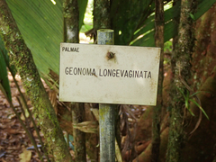 Geonoma longivaginata