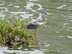 Ardea cinerea