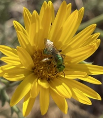 Agapostemon melliventris