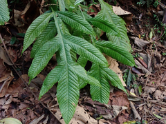 Tectaria heracleifolia