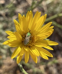Agapostemon melliventris