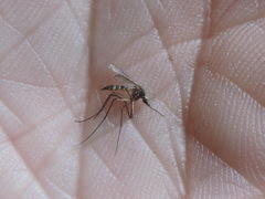 Aedes trivittatus