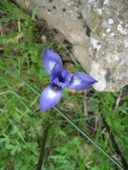 Moraea sisyrinchium