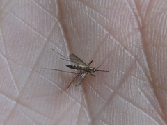 Aedes trivittatus