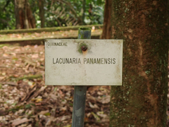 Lacunaria crenata