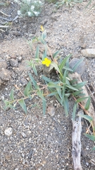 Camissoniopsis confusa