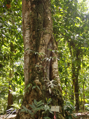 Pentaclethra macroloba