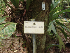 Meliosma donnellsmithii