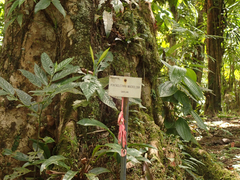 Pentaclethra macroloba