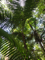 Prestoea decurrens