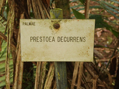 Prestoea decurrens