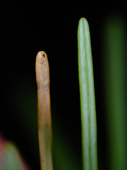 Contarinia pseudotsugae