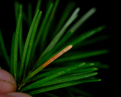 Contarinia pseudotsugae