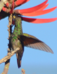 Saucerottia beryllina