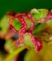 Aceria caliberberis
