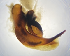 Pterostichus illustris