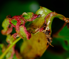 Aceria caliberberis