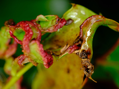 Aceria caliberberis