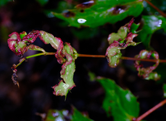 Aceria caliberberis