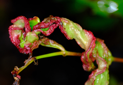 Aceria caliberberis