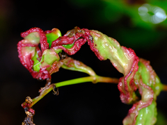 Aceria caliberberis
