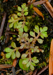 Collomia heterophylla