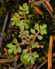 Collomia heterophylla