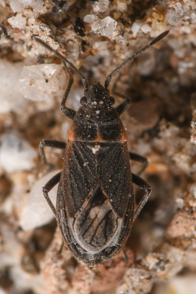 Lygaeospilus fusconervosus