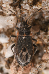 Lygaeospilus