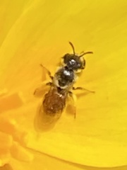 Micralictoides ruficaudus