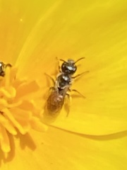 Micralictoides ruficaudus