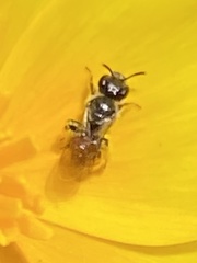 Micralictoides ruficaudus