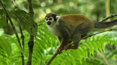 Humboldt's Squirrel Monkey photo 5