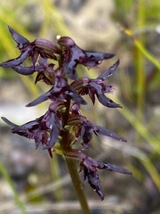 Genoplesium simulans