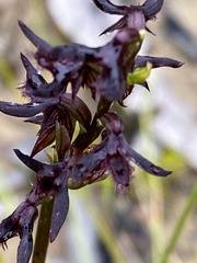 Genoplesium simulans