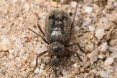 Craniotus pubescens