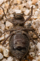 Craniotus pubescens