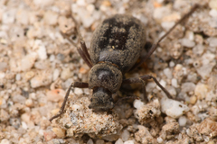 Craniotus pubescens