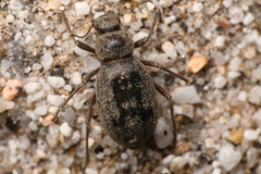 Craniotus pubescens