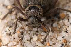 Craniotus pubescens