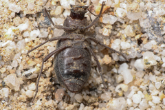 Craniotus pubescens