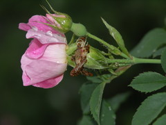 Rosa marginata