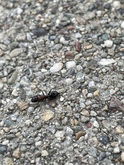 Camponotus hyatti