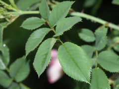 Rosa marginata