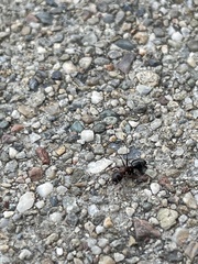 Camponotus hyatti