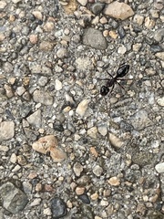 Camponotus hyatti