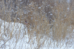 Carpodacus sibiricus