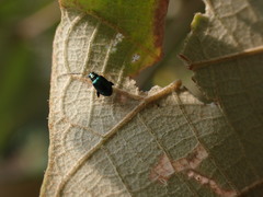 Aphthona strigosa