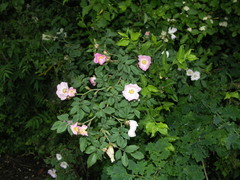 Rosa marginata