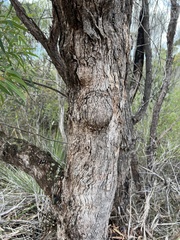 Angophora crassifolia